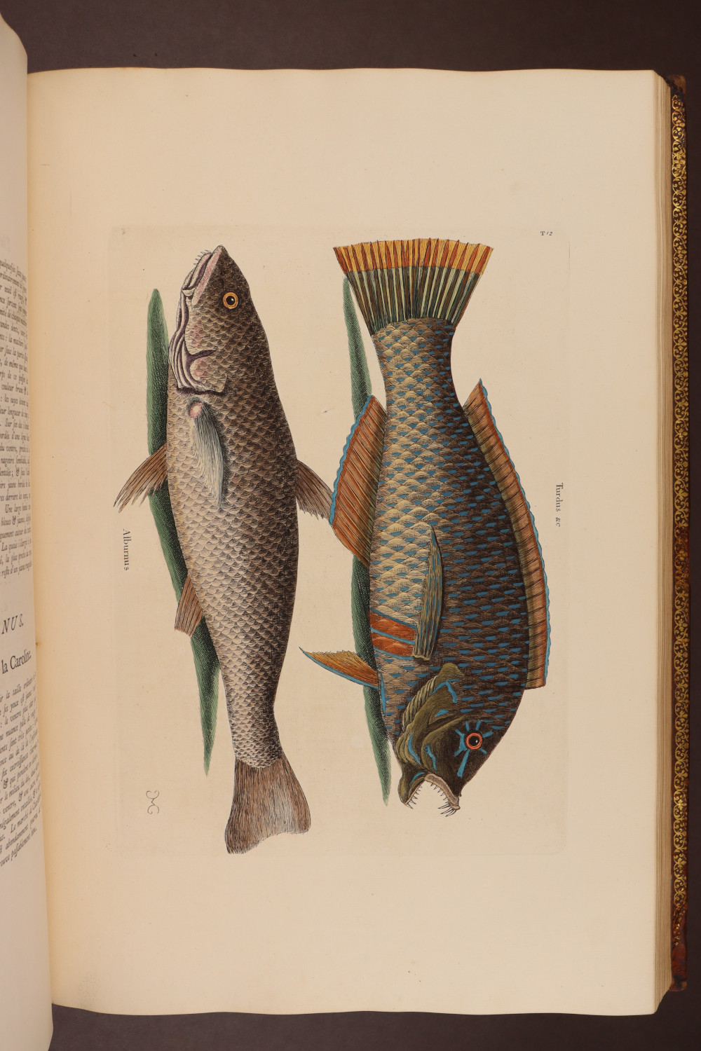 Plate 12